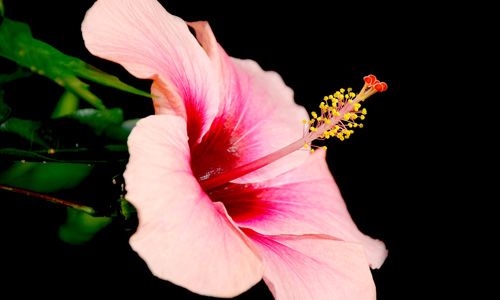 Hibiscus