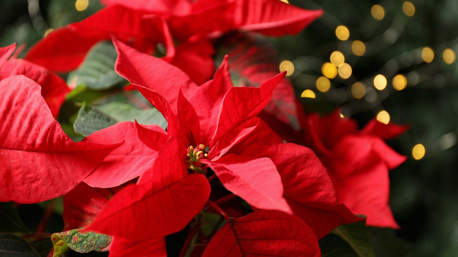 poinsettias