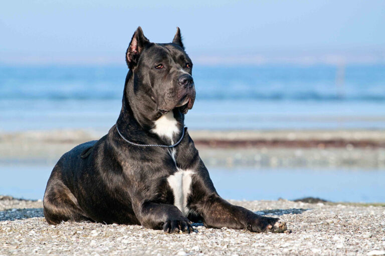 Cane Corso: Debunking 6 Myths About This Majestic Breed