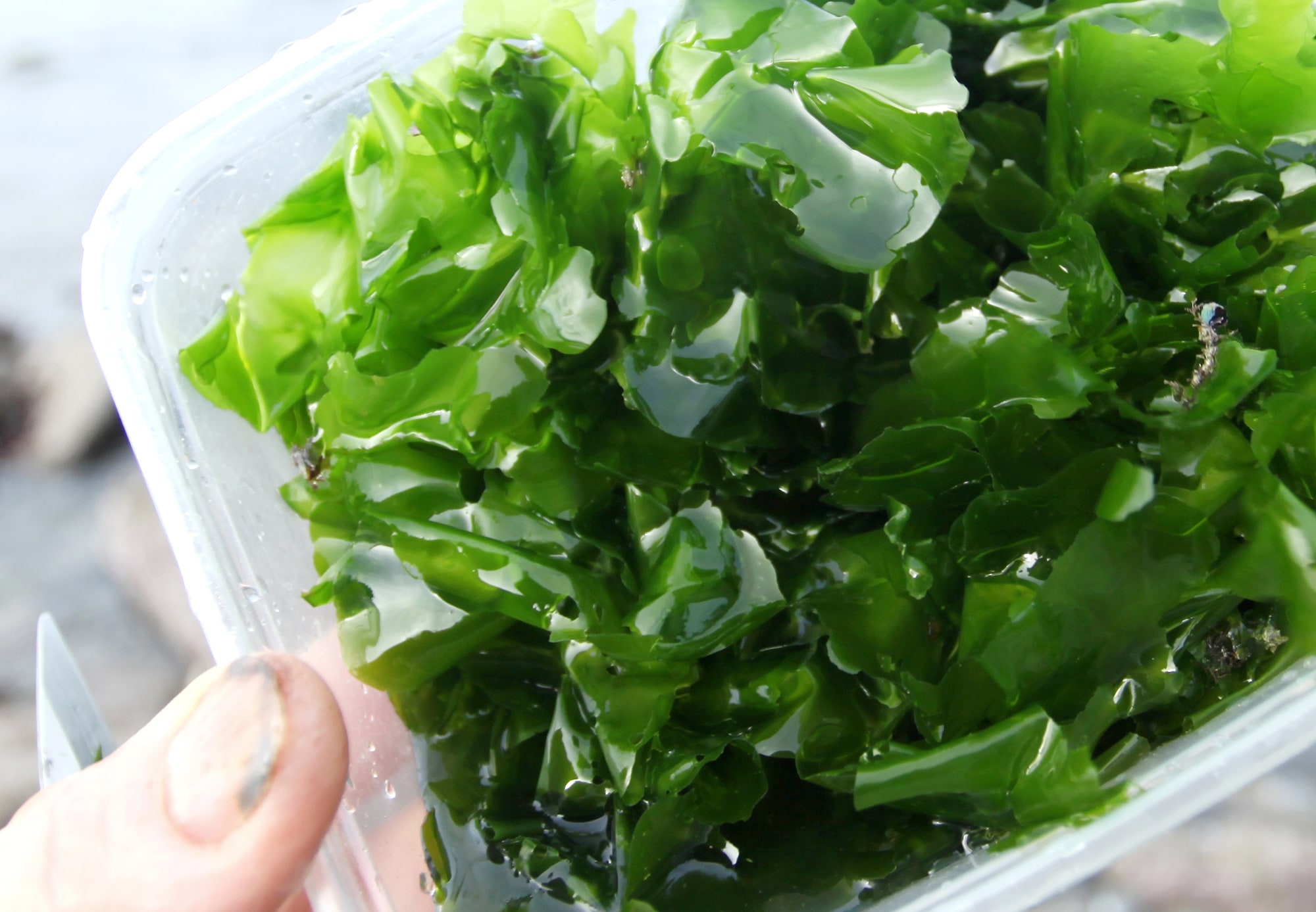 Guide sea lettuce