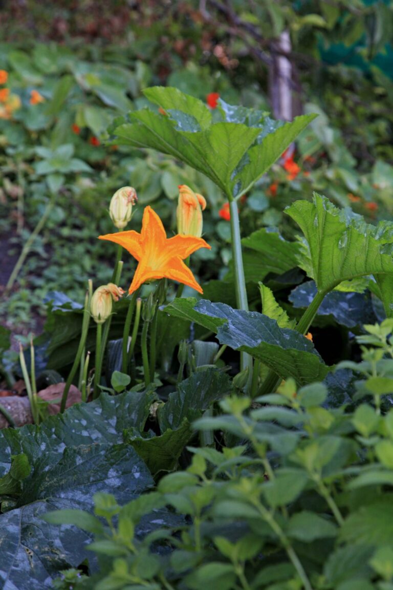 An expert’s easy guide to growing your edible summer garden