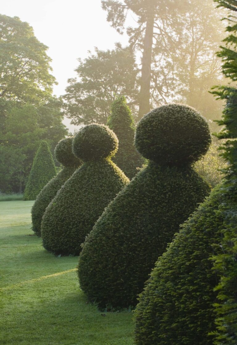 Creative topiary: The best plants, shapes and growing tips