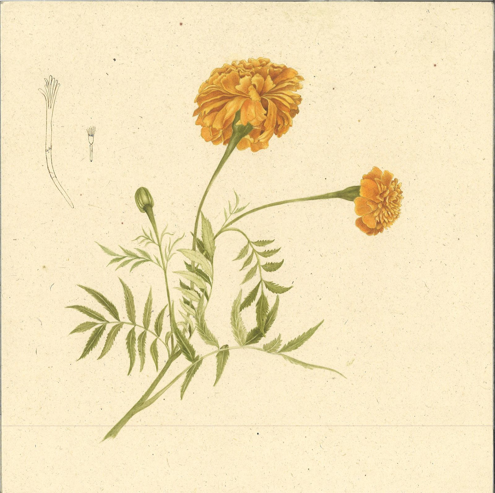 Image may contain Herbal Herbs Plant Flower Dahlia Daisy Art Floral Design Graphics Pattern Painting and Petal