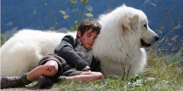 VOKA’s Weekend Plan: Five Heartwarming and Funny Dog Movies to Brighten Your Day