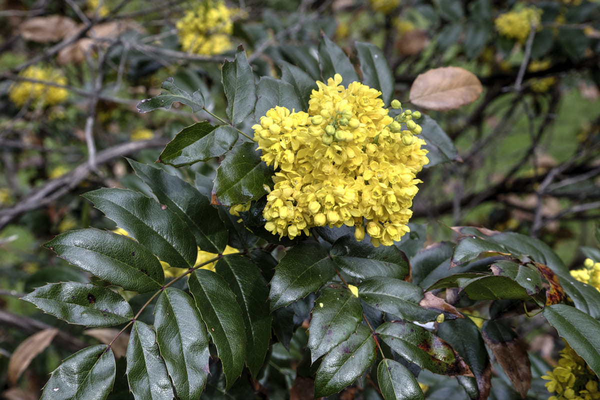 Oregon Grape blossoms