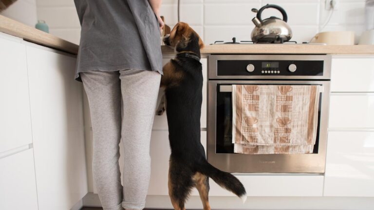 What to know before doggy adoption