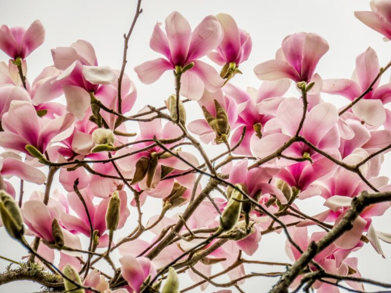 Kick Off Your Gardening Year with Stunning Magnolias!