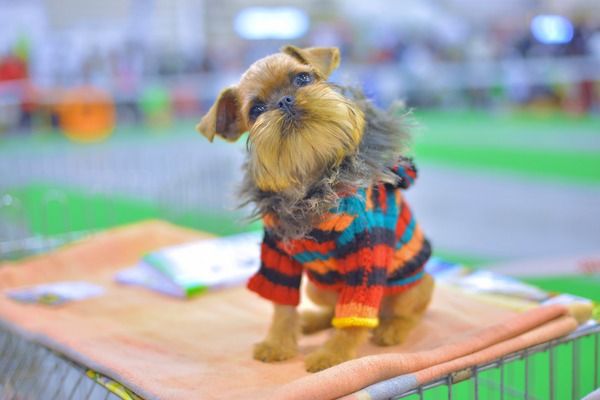 Canine Elegance: How Dogs Are Saving the World