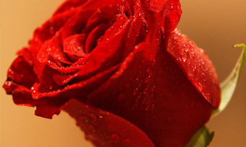 What Different Colors Of Roses Mean?