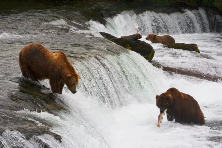 Here’s Why An Alaskan Vacation Could Change Your Life