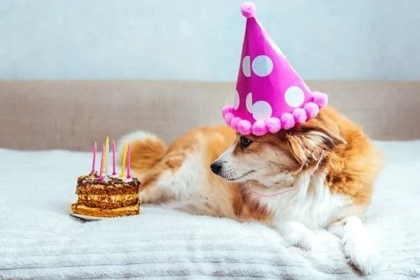 How to Start a Dog Treat Business from Home