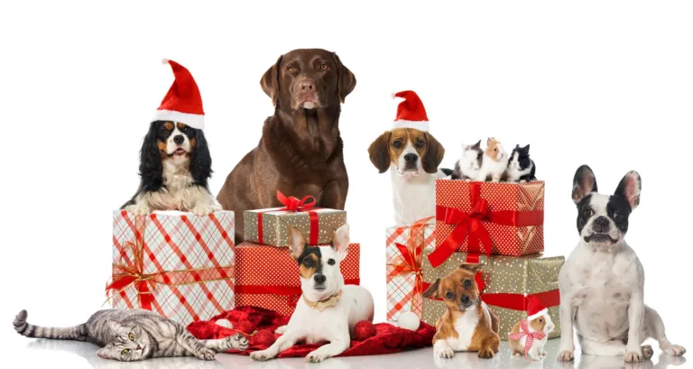 Gift Guide: The Best Gifts for Pets & Pet Lovers