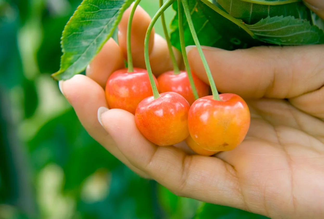 Rainier Cherry feature