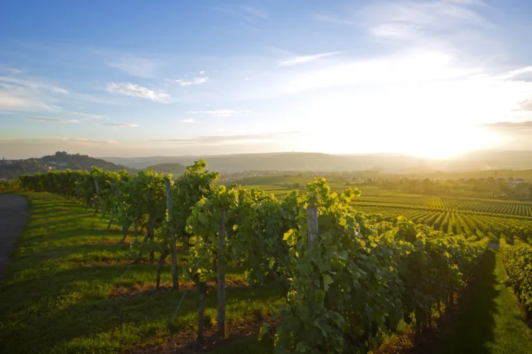 Texas Wineries: Open for Business
